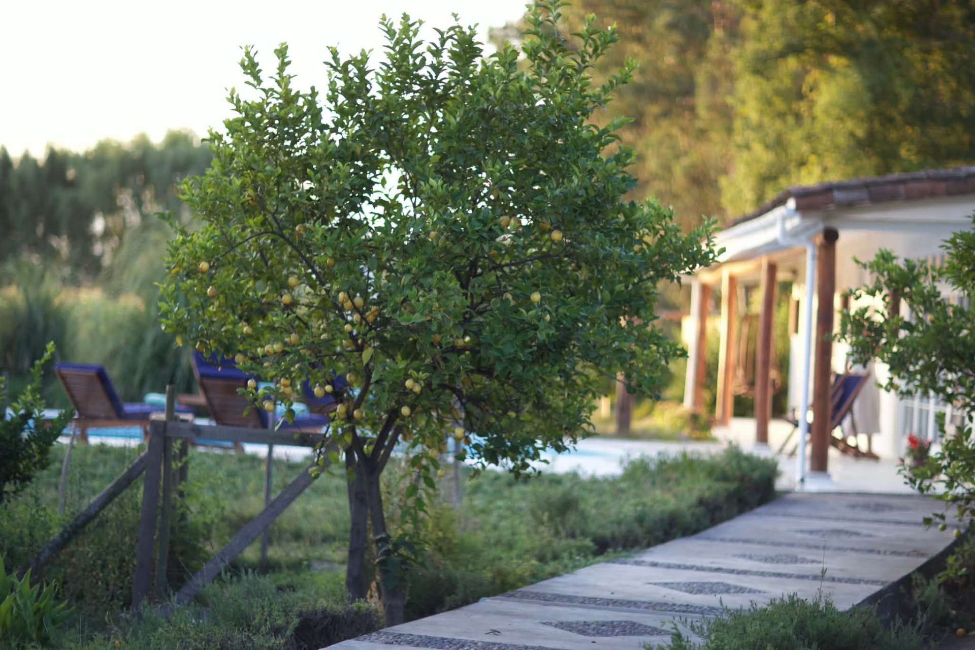 Mature fruit trees on the property.