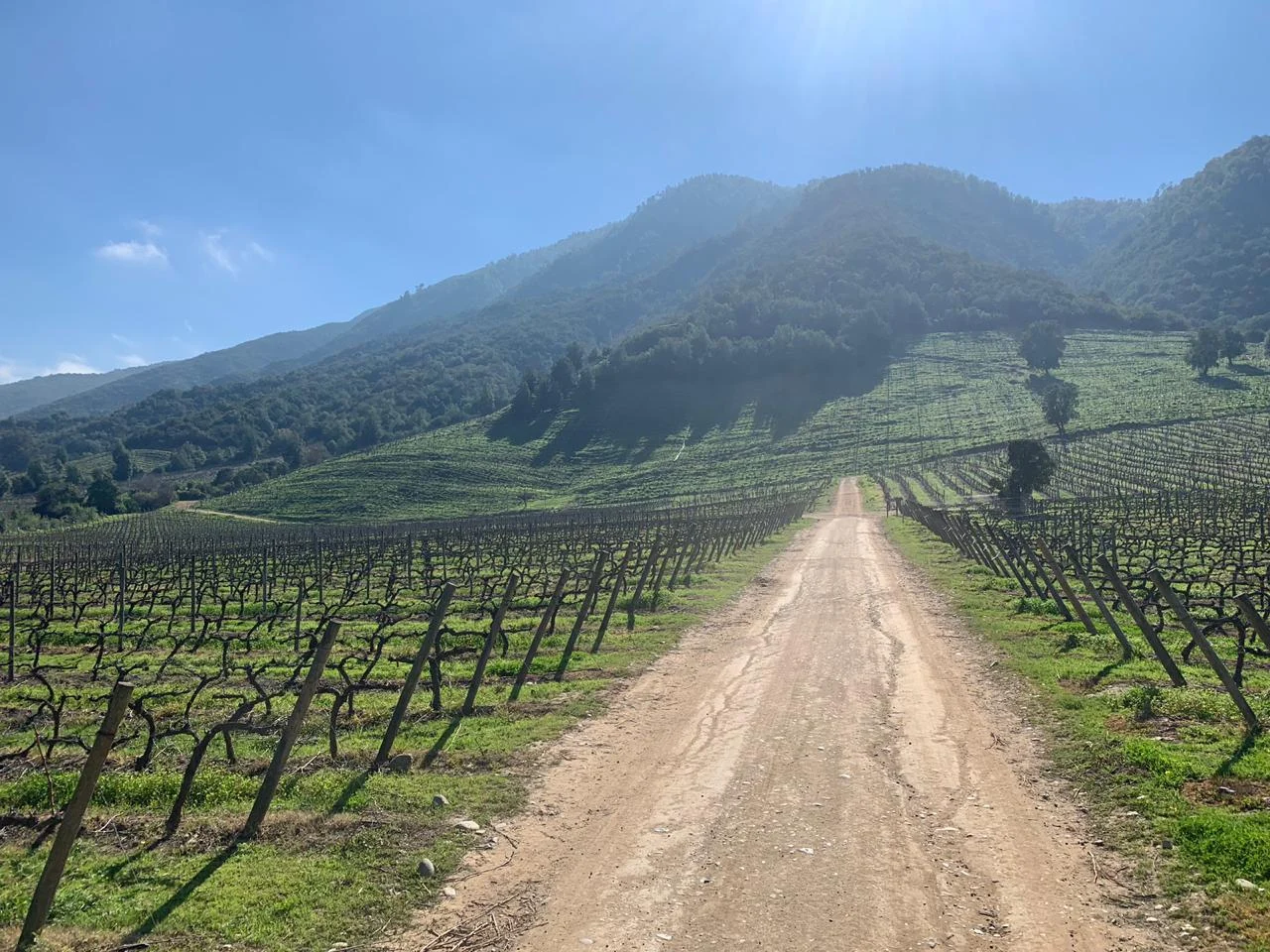 The Colchagua Valley landscape around the estate.