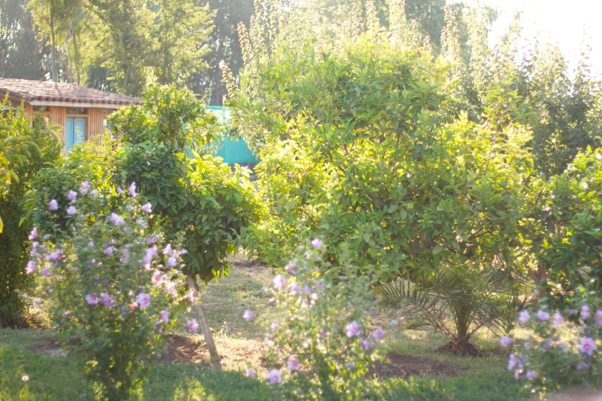 Mature fruit trees on the property.