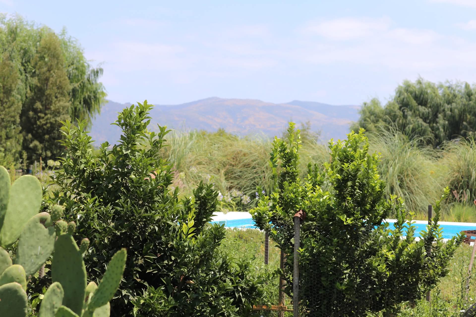 The established garden.