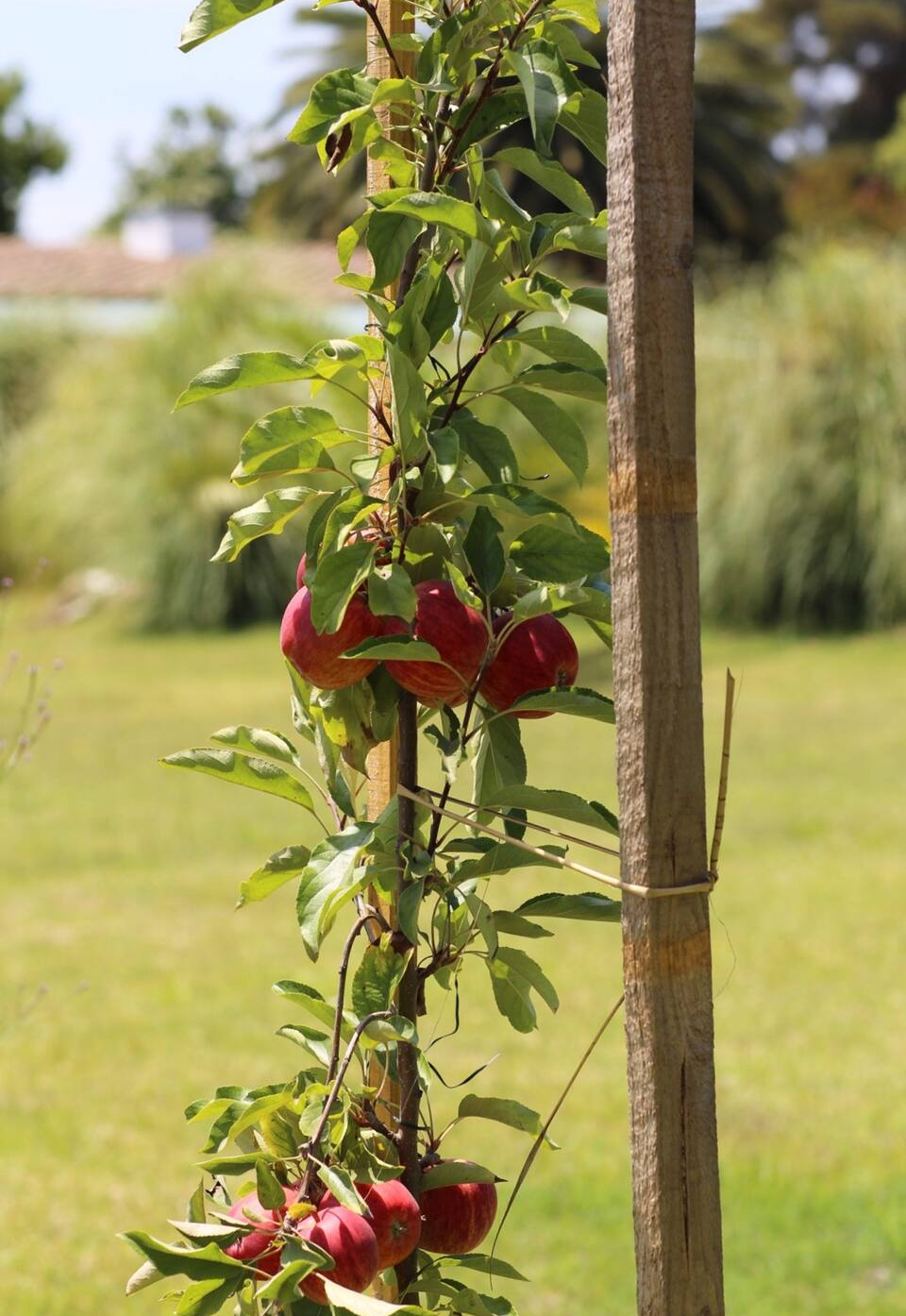 Mature fruit trees on the property.