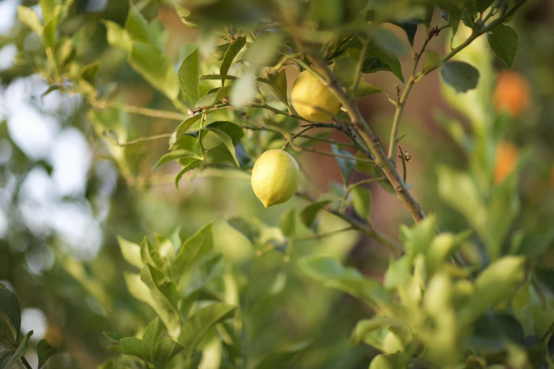 Mature fruit trees on the property.
